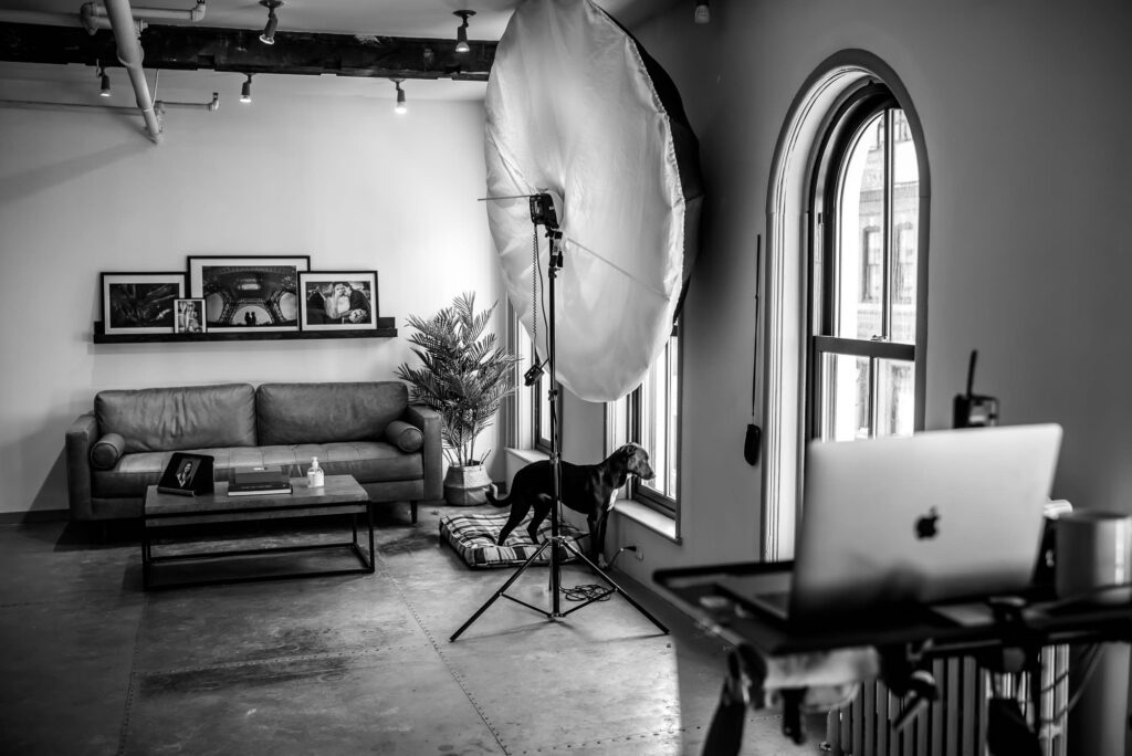 halifax studio dog looks out the window at Applehead Studio